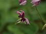 Epimedium Kaguyahime2